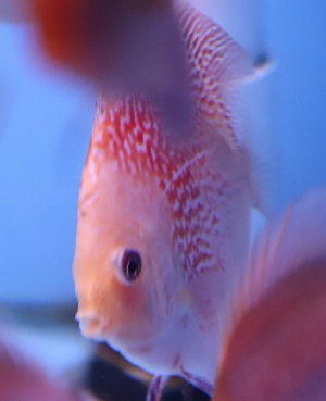 10 cm Pigeon Snakeskin 