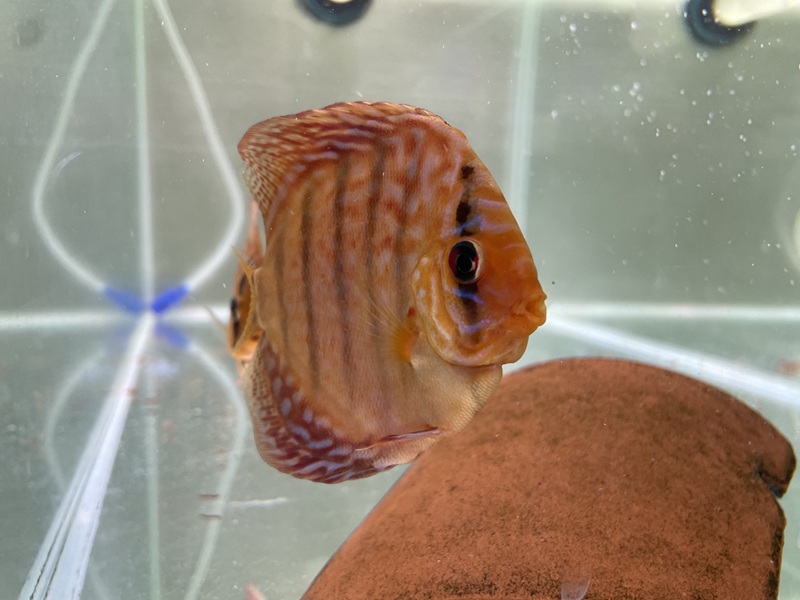  9 / 10 cm Red Turquoise