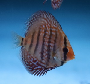 6.5 cm Red Turquoise