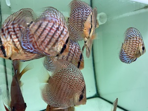 8 cm + 10 cm Assorted Discus