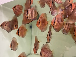 6.5 cm Assorted Discus