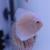 8cm Discus