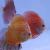 8cm Discus