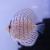 8cm Discus
