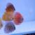 8cm Discus